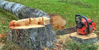 Tree and Shrub Care in Webb City, MO